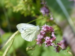 FZ006807 Small white butterfly (Pieris rapae) on flower.jpg